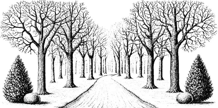 Antique engraving of a winter forest avenue with bare trees and central pathway for vintage background wallpaper and banner design