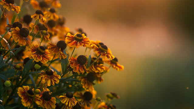 Orange Helenium sneezeweed flowers blooming in autumn garden, beautiful nature photo with warm golden light, soft bokeh, shallow depth of field, and copy space