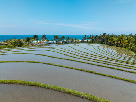 Aerial view of water-filled rice terraces with lush green borders and palm trees overlooking the ocean in Selemadeg, Bali, Indonesia.