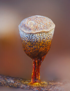 Push Pin Slime Mold - Hemitrichia calyculata, it's a small protist organism