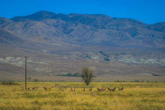 herd