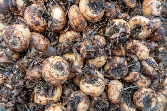 Close up view of Crocosmia Lucifer montbretia corms