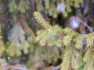 Green fir branches in winter covered with snow © Dmitrii Potashkin
