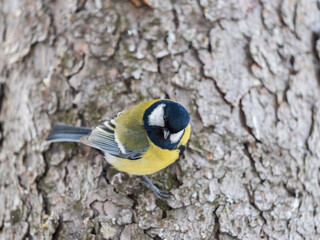 A tit is looking for food on a tree trunk. © Dmitrii Potashkin