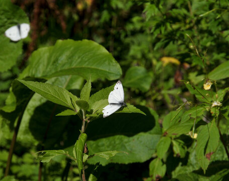 Kleiner Kohlwei&szlig;ling (Pieris rapae) 