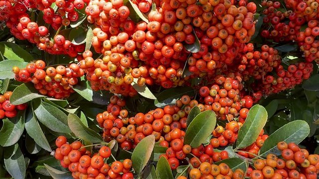 Vibrant clusters of orange and red pyracantha berries covering leafy branches in autumn, creating a rich natural background with abundant colorful fruit and lush green foliage