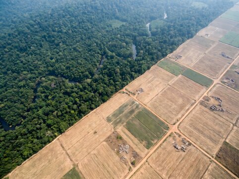 Aerial top-down view of deforestation showing a sharp diagonal boundary between dense green rainforest canopy and cleared agricultural land with dirt roads and felled timber

