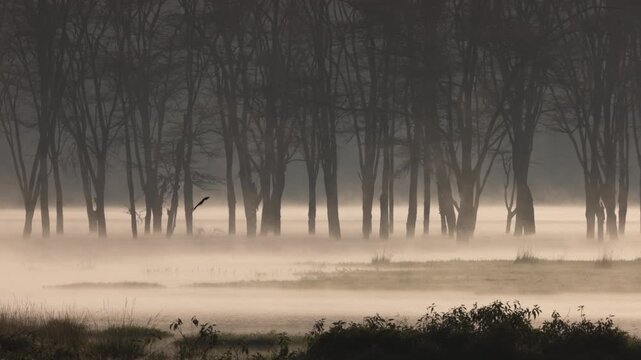 Video footage of a misty morning landscape with birds flying over Lake Nakuru in Lake Nakuru National Park, Kenya.