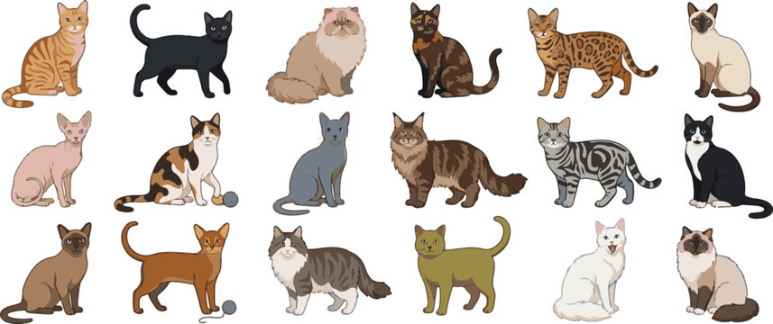Vector Cats and Kittens Collection - Set of 18 Purebred Feline Breeds Isolated on White