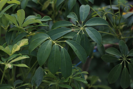 Beautiful leaves of a houseplant