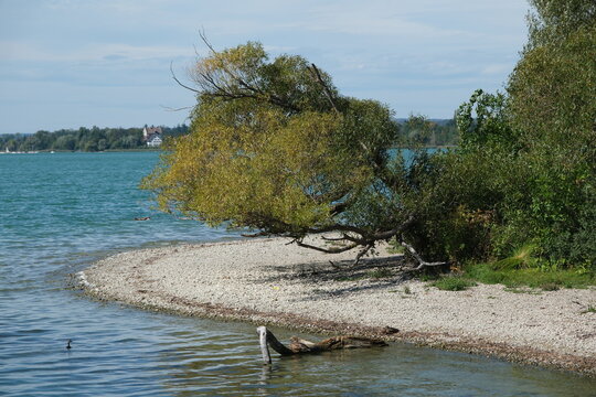 Idyllisches Greifensee-Ufer in Uster im Sommer, Naturschutzgebiet mit Baum am Kiesstrand in einer Bucht am Seeufer im Sommer in der Schweiz