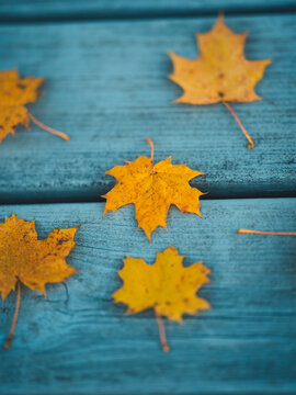 Golden yellow maple leaves on teal wooden table, beautiful autumn still life with colorful fall foliage, shallow depth of field, and rustic background