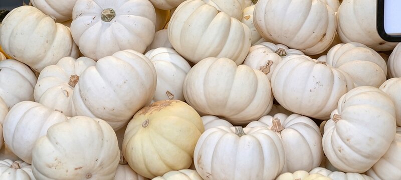 Fresh white Casper pumpkins at a local farm market. Decorative pumpkins and white winter squash harvested in autumn. Elegant Halloween styling, Thanksgiving porch decor,  fall agricultural crops
