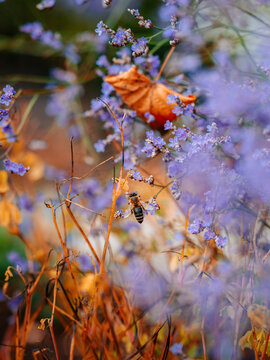 Honey bee foraging among blue purple flowers and autumn foliage, beautiful dreamy macro photo with colorful fall leaves, shallow depth of field, and soft floral bokeh