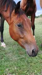 Close portrait of bay horse grazing in pasture with emphasis on eye detail facial anatomy and coat texture © Gabriela