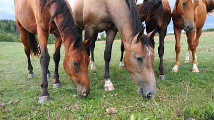 Several grazing horses feeding together in countryside pasture under dramatic cloudy evening sky © Gabriela