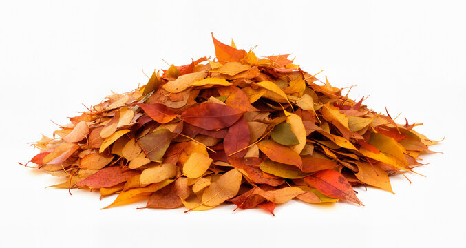 pile of autumn leaves isolated on white background
