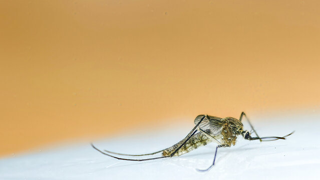 Mosquito Macro Closeup - Insect Detail, Danger, Health Risk, Science Photography