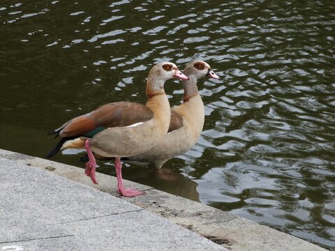 Zwei Nilg&auml;nse auf dem Weg ins Wasser
