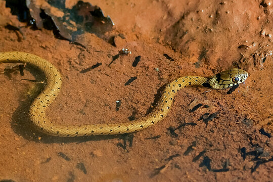Culebra de Cogulla o de collar, en el parque natural de Cazorla, Segura y Las Villas