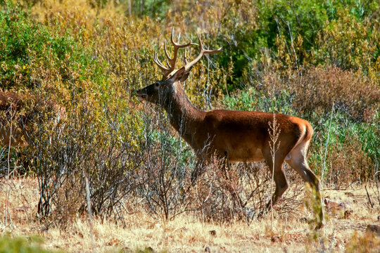 Ciervo en &eacute;poca de berrea, en el parque natural de Cazorla, Segura y Las Villas.