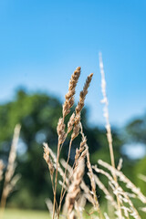 Zbliżenie na plony krajobrazu wiejskiego w porze letniej, pola kwitnące a wraz z nimi plony i drzewa w oddali na tle błękitnego nieba z niemalże bezchmurną pogodą © mbugajsky