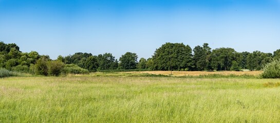 Panoramiczny krajobraz pola uprawnego w okresie wzrostów pory letniej w zachodniej Polsce © mbugajsky