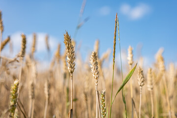 Zbliżenie na plony krajobrazu wiejskiego w porze letniej, pola kwitnące a wraz z nimi plony i drzewa w oddali na tle błękitnego nieba z niemalże bezchmurną pogodą © mbugajsky