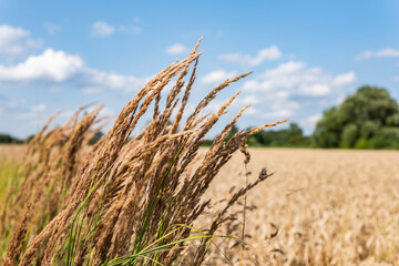 Zbliżenie na trawy krajobrazu wiejskiego w porze letniej, pola kwitnące a wraz z nimi plony i drzewa w oddali na tle błękitnego nieba z niemalże bezchmurną pogodą © mbugajsky