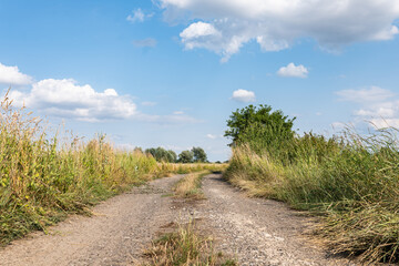 Pole uprawne w okresie wzrostów, jasna pogoda nieznacznie pochmurna, szeroki krajobraz © mbugajsky
