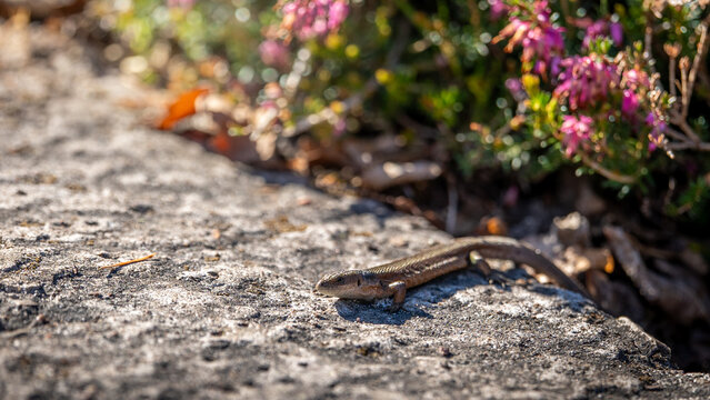 Viviparous lizard (Zootoca vivipara) basking on rock beside purple heather, beautiful autumn wildlife photo with warm natural light and shallow depth of field