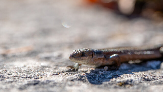 Close-up portrait of viviparous lizard (Zootoca vivipara) resting on rock, beautiful reptile wildlife photo with detailed scales, soft bokeh, and shallow depth of field