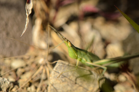 Macro stock photo of a green Conocephalus conicus or conehead grasshopper