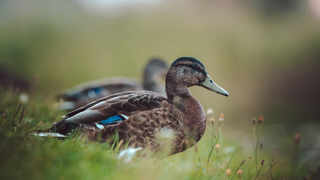 Female mallard duck (Anas platyrhynchos) resting in grass, beautiful wildlife photo with vivid blue wing speculum, soft natural light, bokeh, and shallow depth of field
