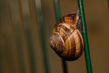 Macro close-up of a garden snail shell attached to a green wire fence © Михаил Шорохов