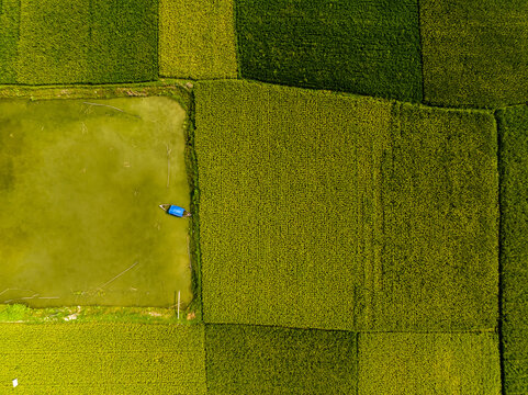 Aerial view of vibrant green rice fields and a small boat floating in a pond in Dhamrai, Dhaka Division, Bangladesh.