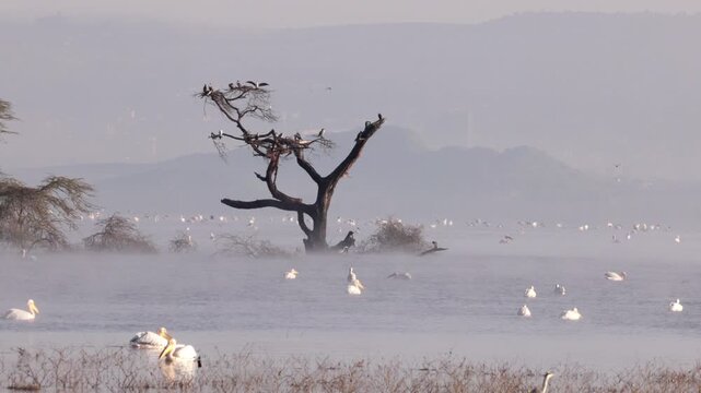 Video footage of a misty morning landscape with birds flying over Lake Nakuru in Lake Nakuru National Park, Kenya.