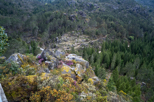 Rocky hillside with pine forest and heather flowers near Cascata do Arado, Portugal