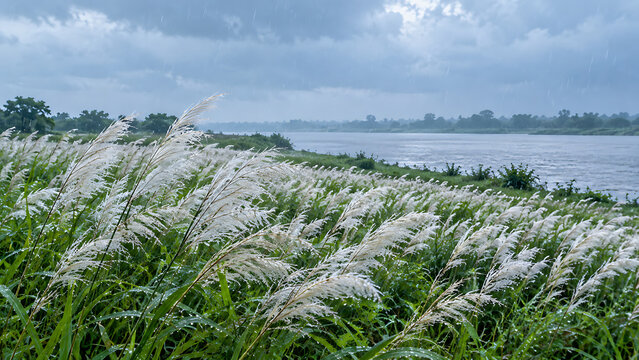 Rainy kans grass field beside calm river beneath cloudy monsoon sky creating natural bengal scenery for durga puja and mahalaya festival background
