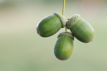 Three green oak acorns growing on a twig against a softly blurred natural background © Andreas
