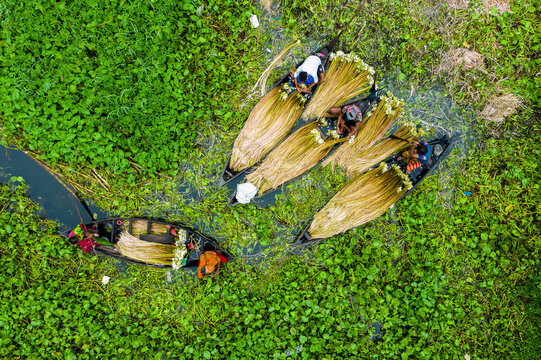 Munshiganj, Bangladesh - 01 August 2021: Aerial view of farmers harvesting jute plants in traditional wooden boats amidst lush green water hyacinths in the wetlands.