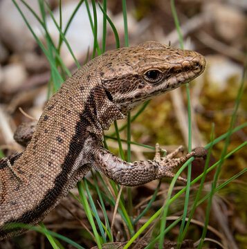 Extreme macro closeup of a brown lizard head and scales amidst green grass blades, Croatia