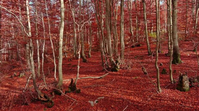 Aerial landscape of autumn beech forest with red foliage. Moving in tall trees in woodland, natural scenery background, 4k