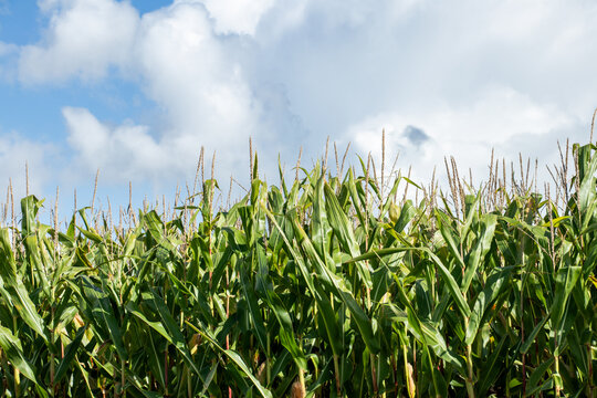 Corn plants against blue sky. Agriculture corn growing in farmland field. Ready for harvesting. Horizontal photo of corn on the cob crops production farming.