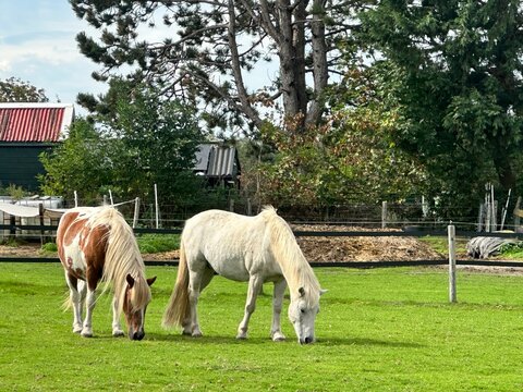 Two horses are grazing in a green, grassy pasture in the countryside. They are ponies with long, light-colored manes and tails one is brown-and-white pinto, and the other is light gray