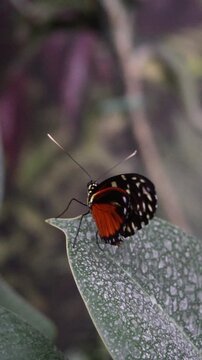 Macro Shot of an Exotic Heliconius Butterfly in a Lush Tropical Garden