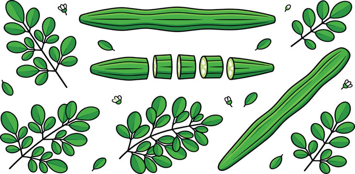 Moringa oleifera fresh green leaves and chopped drumstick pods vector illustration collection on white background
