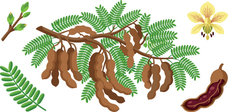 Tamarind tree branch with ripe fruit pods yellow flower and green leaves vector illustration collection on white background