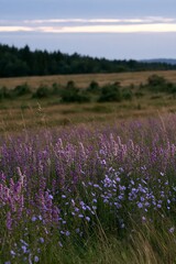 Obraz premium Sainfoin chicory meadow in bloom under clear sky