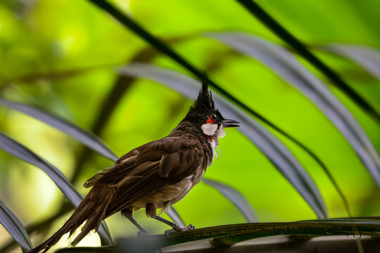 Red-whiskered bulbul perched on a branch amidst lush green foliage